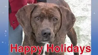 Happy Holidays from the Dogs and Cats at Northeast Animal Shelter