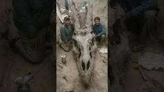 Gigantic Skeleton of Dragon Unearthed in Chinese Mountains