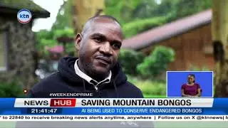 Using AI to save the Mountain Bongos