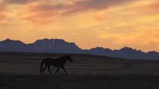 Stock Video - Wild horse running during colorful sunset in the Utah desert