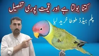 Purchase Plum Headed Parrot || New Parrot Price || Pakistani Parrots