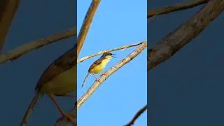Ashy prinia Singing in Nature