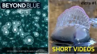 OCEAN INSIGHTS (EXTRA VIDEO) - BEYOND BLUE #5