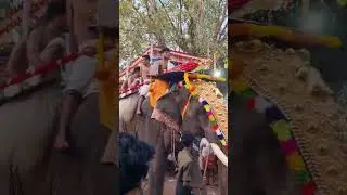 Pooram Varakkara pooram  Elephant