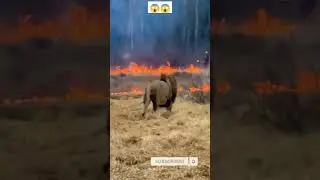 LION WAKING ON FIRE | 🔥🔥😱😱 #shorts #shortsvideo #short