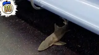 10 Weirdest Creatures Ever Spotted on Train Systems