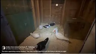 FB Goldy's Farm Animal Sanctuary  The ducks supervising evening feeding!  855am   12172025