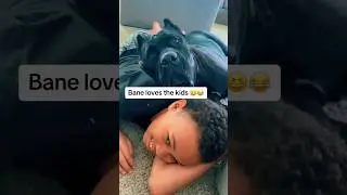Корсо очень привязаны к своей стае #raisingbane #canecorso #bigdogs