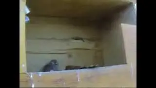 Kr&uuml;melchen ist pappsatt