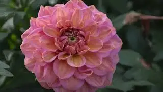 Dahliengarten Hamburg