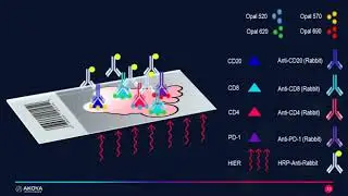 Multiplexing on Mouse tissue using Cell Signaling Technology antibodies and OPAL IHC method
