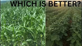 Corn or Soybeans? Breaking Down the Planting & Profit Differences