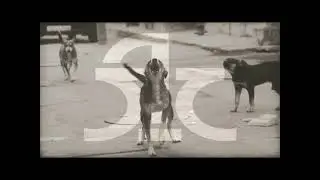 &Lambda;ό&gamma;&omicron;&sigmaf; &Tau;&iota;&mu;ή&sigmaf;   &Tau;&alpha; &Sigma;&kappa;&upsilon;&lambda;&iota;ά (Philip K  Dark Side Edit) &Pi;&epsilon;&rho;ί&epsilon;&rho;&gamma;&alpha; &Pi;&alpha;&iota;&delta;&iota;ά 2016
