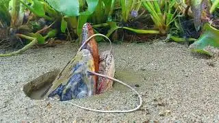 Unbelievable Hunting Style   Big Monster Fish Hunting Underground Eel Fish   Fish vs Eel 10