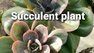 Beautiful succulent in garden #Succulent plant #Shorts