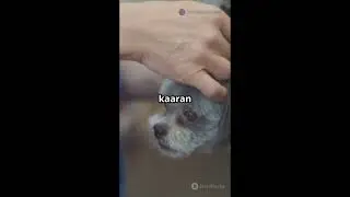 Reason why your dog smell bad even after good shower..........