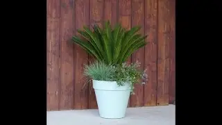 Jardinera de primavera 'Spring Blue Lady'