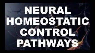 Neural Homeostatic Control Pathways