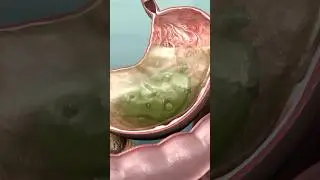 Getting Them Gastric Juices Flowing 🌊