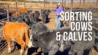 Rounding Up CATTLE