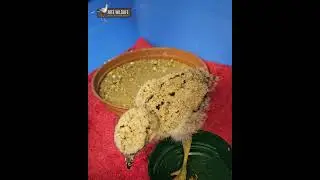 Baby Dikkop