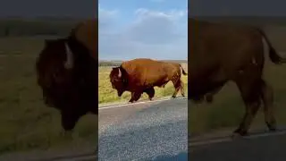 BIGGEST BISON [ENORME Mam&iacute;fero BIS&Atilde;O] | #shorts