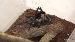 Tarantula Mating: Monocentropus balfouri (Socotra Island Baboon): Spiders-N-Inverts #25