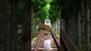 Rescue cat || kucing sipenyelamat #shorts #animals #train