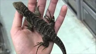 Cayman x Cuban Rock Iguanas