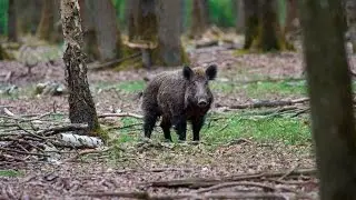 La faune sauvage de Rambouillet filmée au plus près