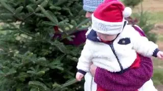 Ellms Farm - Cutting Your Own Christmas Trees!