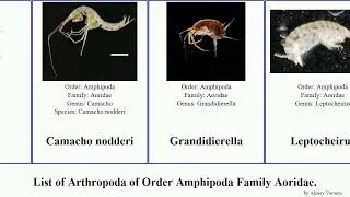 List of Arthropoda of Order Amphipoda Family Aoridae. gracilis intermedius Microdeutopus Camacho