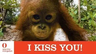 I kiss you! - Save the Orangutan