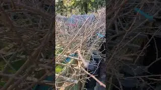 Pruning hardy kiwis in late winter/early spring