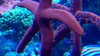 Orange Linkia Starfish