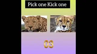 Pick one Kick one #146 #youtubeshorts #shortvideo #animal