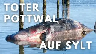 Riesiger Wal auf Sylt - r&auml;tselhafter Tod an der Nordsee!