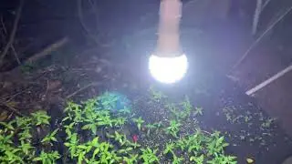 How to start Cannabis seedlings outdoor without Greenhouse setup