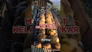 ada yang suka kelapa bakar ? #kelapa #fruit #kelapalima #kelapakembar