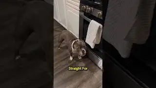 He loves his kitchen towels 😂