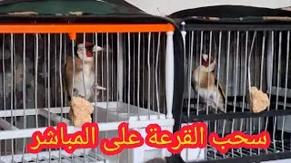 📢سحب القرعة🎁للفوز بطائرين الحسون🐦وطائر الحداد😱 على المباشر يوم💯الثلاثاء 03/02/2026🥳مبروك للفائزين🥳