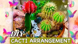 DIY MINI CACTI GARDEN | HOW TO MAKE CACTUS ARRANGEMENTS |  IDEAS | SUCCULENT AND CACTI COLLECTION