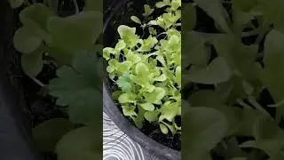 Насіння петрушки проникло в город🤣🤣🤣 #kiev #nature