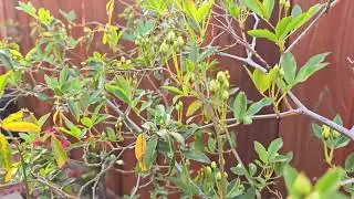 Lady Banks Rose - 2024 (The Buds)