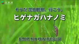 そうだ昆虫観察行こう_ヒゲナガハナノミ｜日本の昆虫ヒゲナガハナノミ｜こんな昆虫もいたんだヒゲナガハナノミ｜ヒゲナガハナノミ｜