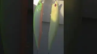 Custom lures. kellarscatch@gmail.com