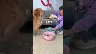 Duoduo: Everyone can testify, she threw it first, so it's not my fault! #GoldenRetriever