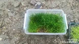 Kaz yemi i&ccedil;in yola &ccedil;ıktık tavuklar yedi :) buğday hasılı