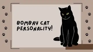 All About Bombay Cats Personality