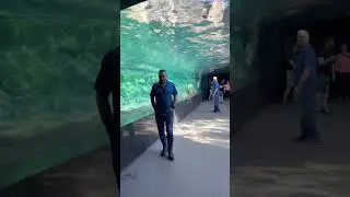 02 Tunnel to Underwater Glass Tunnel - Sea Lions